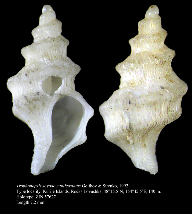 Trophonopsis soyoae multicostatus Golikov & Sirenko, 1992. Holotype Trophonopsis soyoae multicostatus Golikov & Sirenko, 1992. Holotype