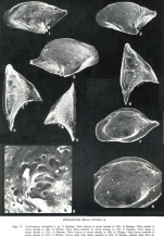 Cytheropteron triangulum Colalongo & Pasini, 1980 from the original description