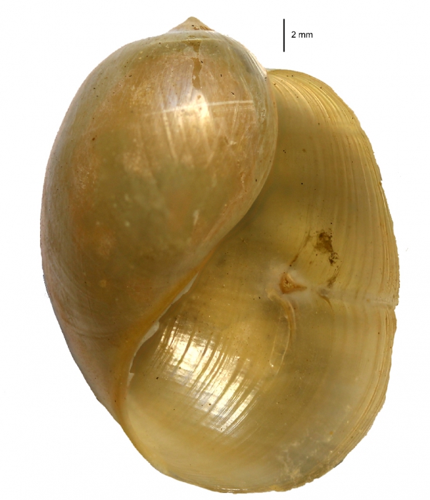 Bullastra cumingiana shell Bullastra cumingiana shell