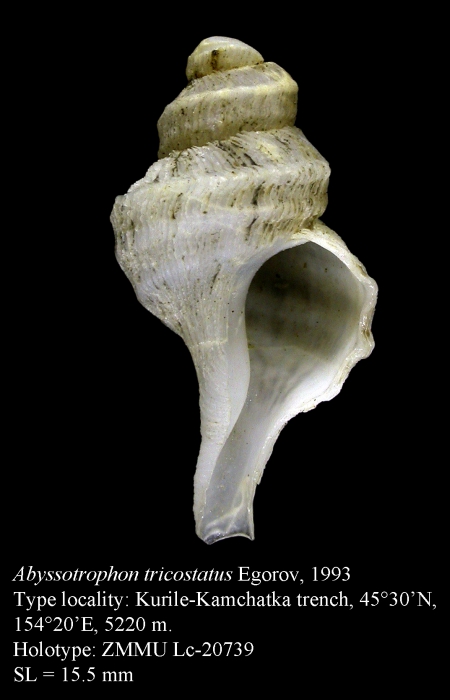 Abyssotrophon tricostatus Egorov, 1993. Holotype Abyssotrophon tricostatus Egorov, 1993. Holotype