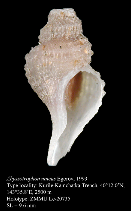 Abyssotrophon unicus Egorov, 1993. Holotype Abyssotrophon unicus Egorov, 1993. Holotype