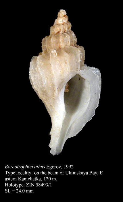 Boreotrophon albus Egorov, 1992. Holotype Boreotrophon albus Egorov, 1992. Holotype