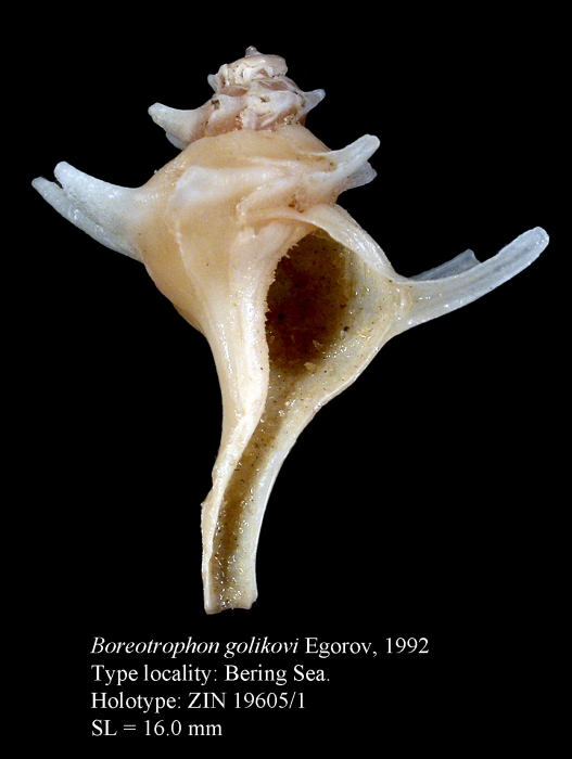 Boreotrophon golikovi Egorov, 1992. Holotype Boreotrophon golikovi Egorov, 1992. Holotype