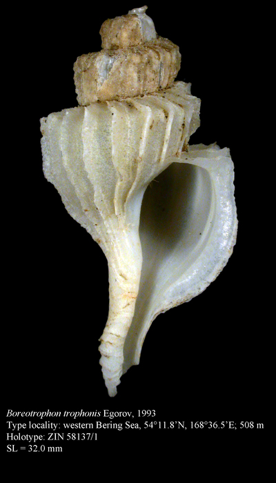 Boreotrophon trophonis Egorov, 1993. Holotype Boreotrophon trophonis Egorov, 1993. Holotype