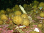 Tethya papillosa from Chilean fjords