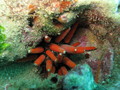 Porifera (sponges)