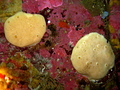 Porifera (sponges)