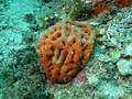 Porifera (sponges)