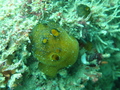 Porifera (sponges)