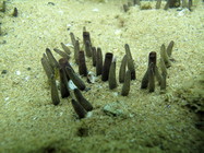 Polymastia janeirensis at Armação dos Búzios (RJ, Brazil)