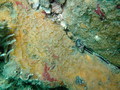 Porifera (sponges)