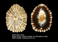 Siphonaria carbo