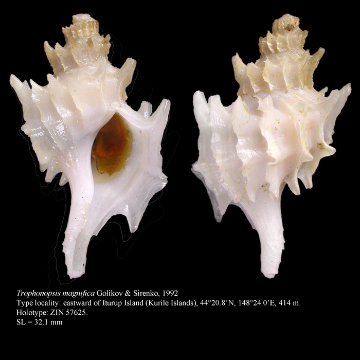 Trophonopsis magnifica Golikov & Sirenko, 1992, Holotype Trophonopsis magnifica Golikov & Sirenko, 1992, Holotype