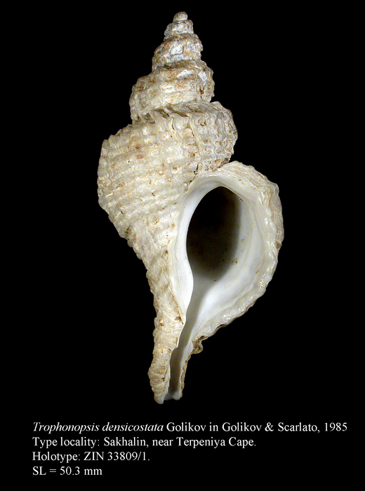 Trophonopsis densicostata Golikov in Golikov & Scarlato, 1985. Holotype