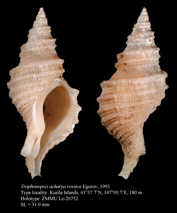 Trophonopsis acharya rossica Egorov, 1993, Holotype Trophonopsis acharya rossica Egorov, 1993, Holotype