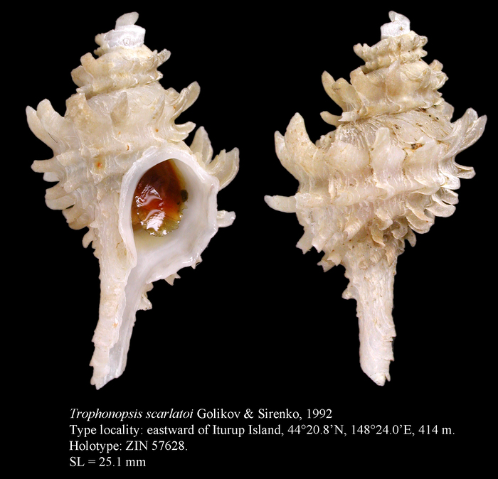 Trophonopsis scarlatoi Golikov & Sirenko, 1992. Holotype