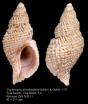 Trophonopsis densilamellata Golikov & Gulbin, 1977. Holotype