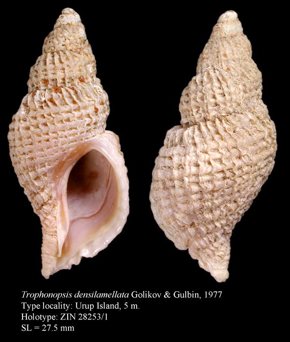 Trophonopsis densilamellata Golikov & Gulbin, 1977. Holotype Trophonopsis densilamellata Golikov & Gulbin, 1977. Holotype