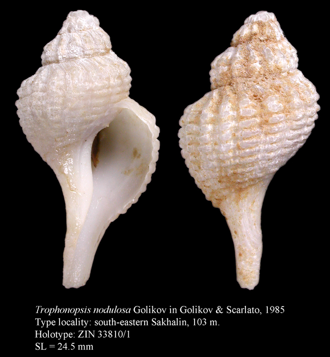 Trophonopsis nodulosa Golikov in Golikov & Scarlato, 1985. Holotype Trophonopsis nodulosa Golikov in Golikov & Scarlato, 1985. Holotype