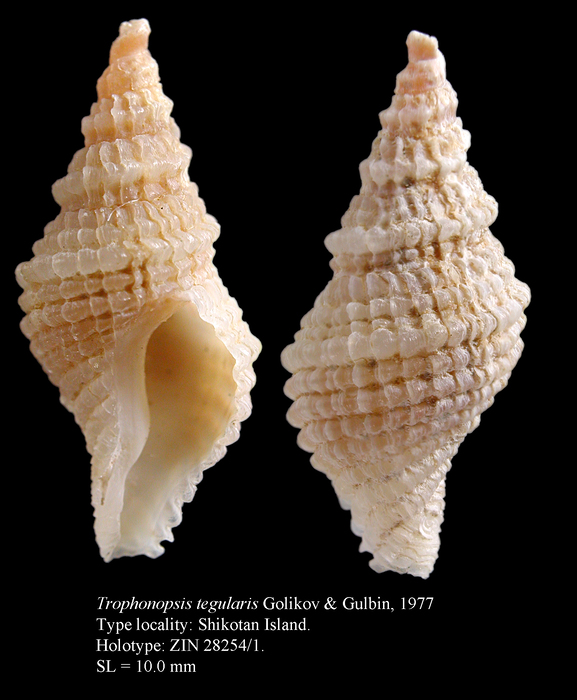 Trophonopsis tegularis Golikov & Gulbin, 1977. Holotype