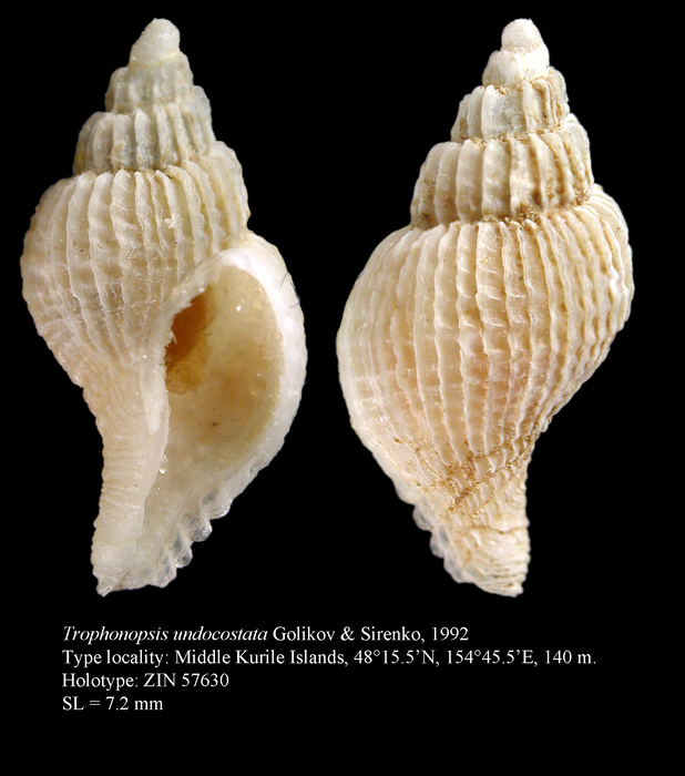 Trophonopsis undocostata Golikov & Sirenko, 1992. Holotype
