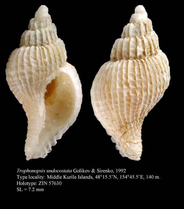Trophonopsis undocostata Golikov & Sirenko, 1992. Holotype Trophonopsis undocostata Golikov & Sirenko, 1992. Holotype