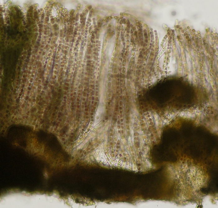 Erythrotrichia welwitschii Erythrotrichia welwitschii