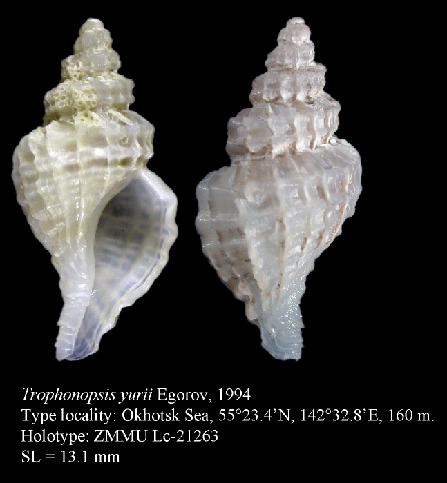 Trophonopsis yurii Egorov, 1994. Holotype