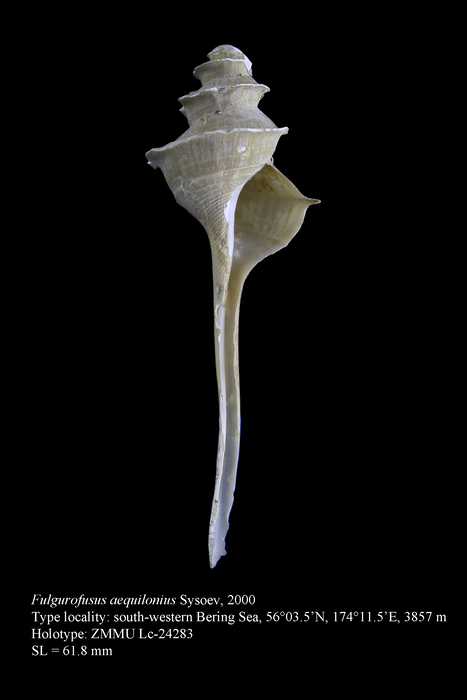 Fulgurofusus aequilonius Sysoev, 2000. Holotype