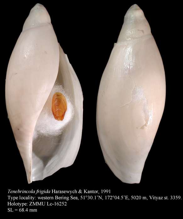 Tenebrincola frigida Harasewych & Kantor, 1991. Holotype