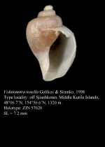 Volutomitra tenella Golikov & Sirenko, 1998. Holotype