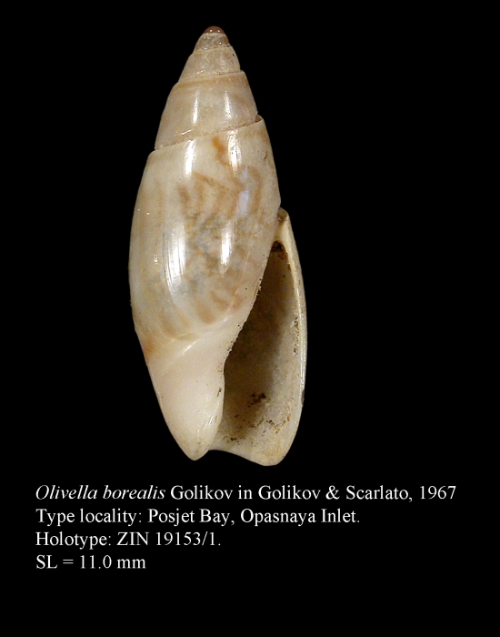 Olivella borealis Golikov in Golikov & Scarlato, 1967. holotype