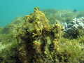 Porifera (sponges)