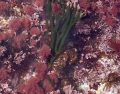 Rhodophyta (red algae)