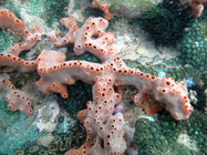 Desmapsamma anchorata at Salvador (Bahia, Brazil)