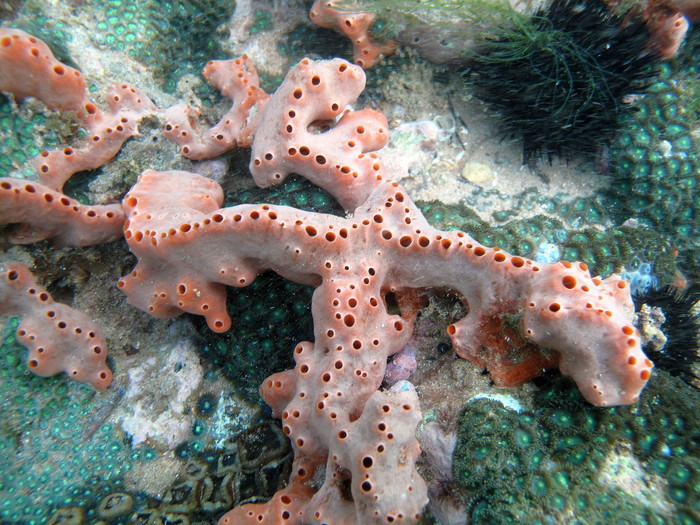 Desmapsamma anchorata at Salvador (Bahia, Brazil)