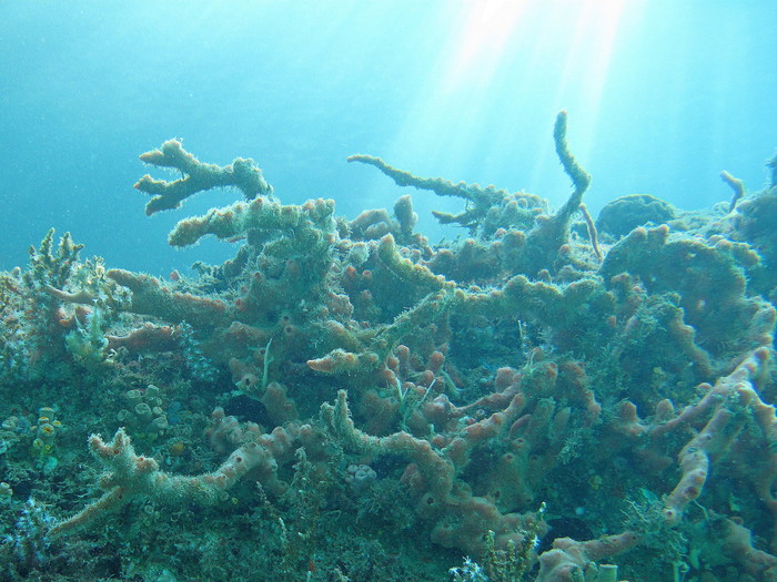 Desmapsamma anchorata at Ilha grande (Rio de Janeiro, Brazil)