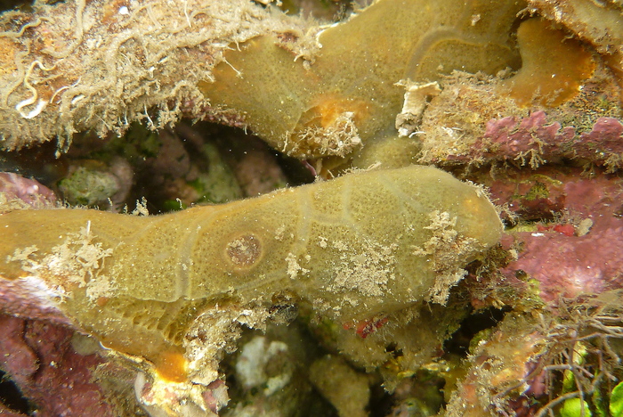 Diplastrella megastellata at Bocas del Toro (Panama, Caribbean)