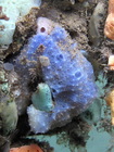 Dysidea etheria (blue sponge) at Bocas de Toro (Panama, Caribbean)