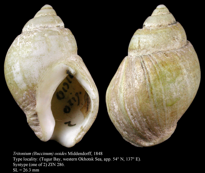 Tritonium (Buccinum) ooides Middendorff, 1848. Syntype