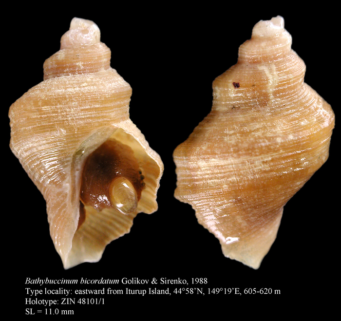 Bathybuccinum bicordatum Golikov & Sirenko, 1988. Holotype