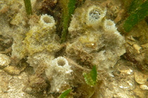 Haliclona (Reniera) mucifibrosa at Bocas del Toro (Panama, Caribbean)