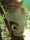 Lissodendoryx (Lissodendoryx) isodictyalis at Bocas del Toro (Panama, Caribbean)