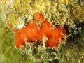 Porifera (sponges)