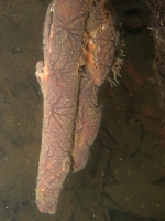 Mycale (Carmia) magnirhaphidifera at Bocas del Toro (Panama, Caribbean)