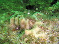 Porifera (sponges)