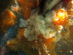 Borojevia brasiliensis Specimen in vivo