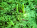 Porifera (sponges)