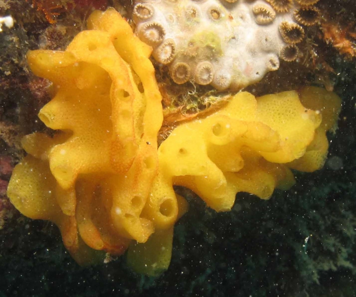 Specimen in vivo Specimen in vivo