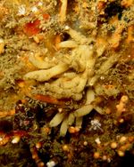 Heteropia glomerosa Specimen in vivo